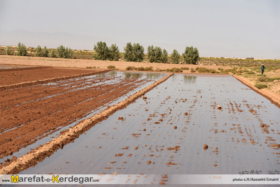 مزارع بشرویه